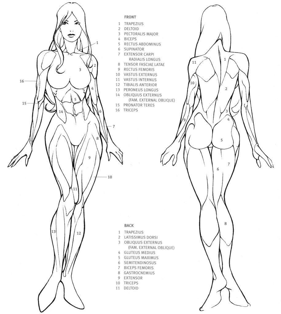 Tutorial how to draw a torso