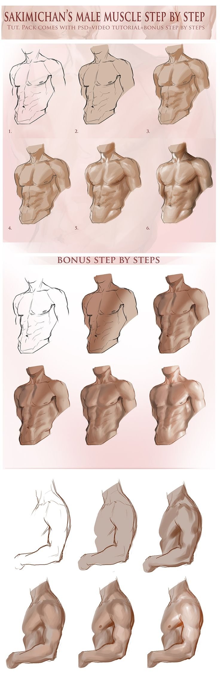 Male torso reference