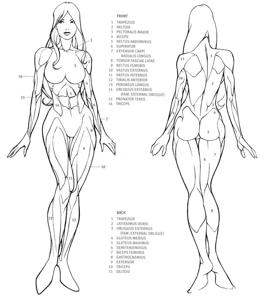 Female figure reference anatomy