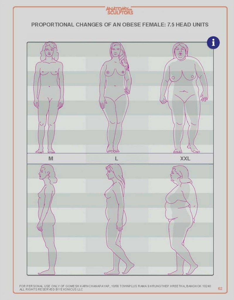 Correct proportions of the body of a man