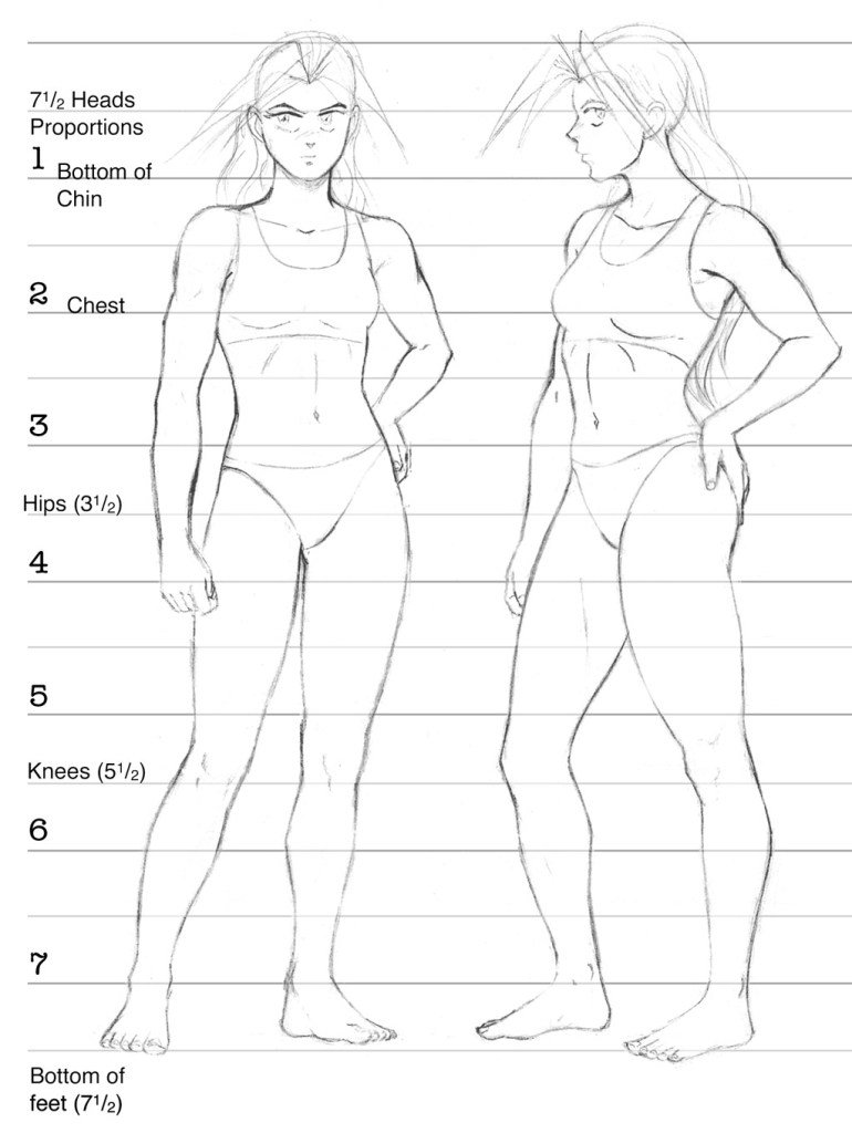 The proportions of the female body drawing