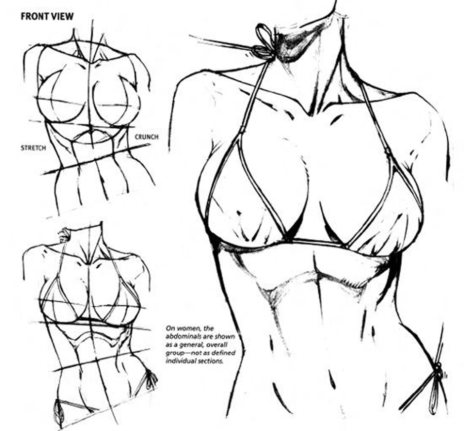 Body proportions in geometry