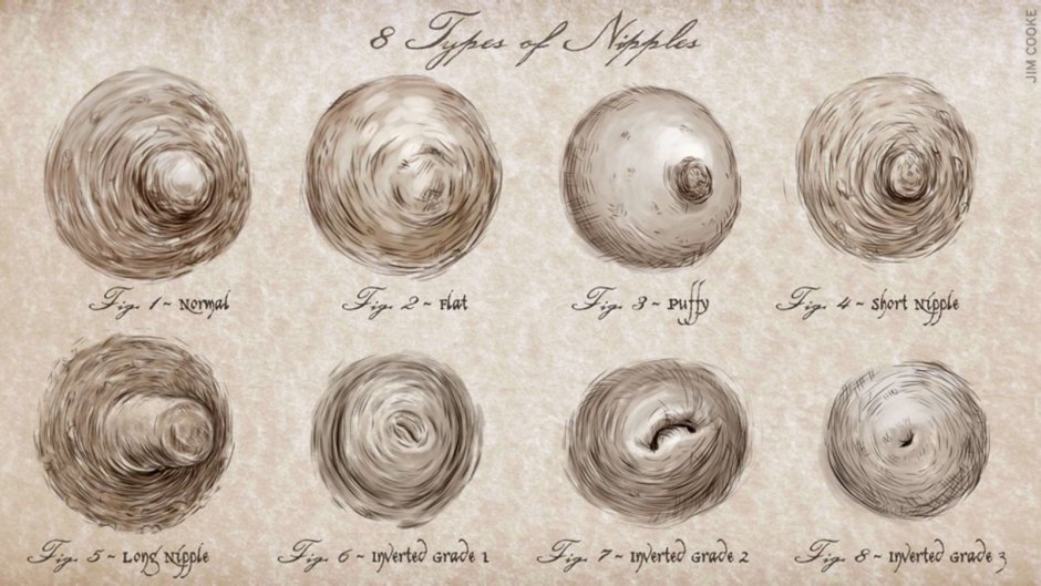 The dimensions of the female breast