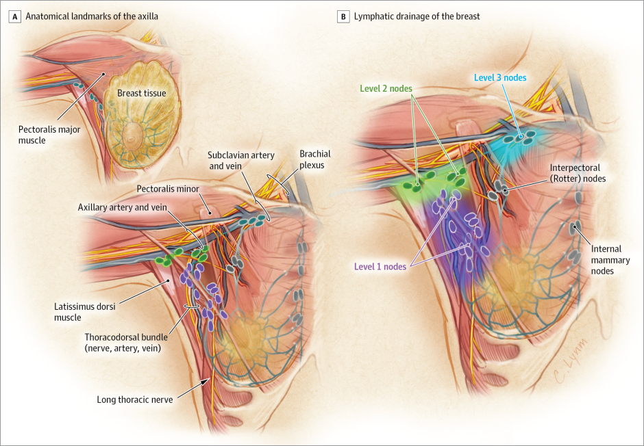 Natural breasts with veins