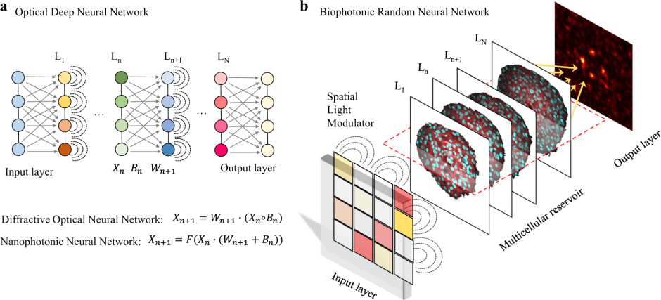 Sinaps in neural networks is