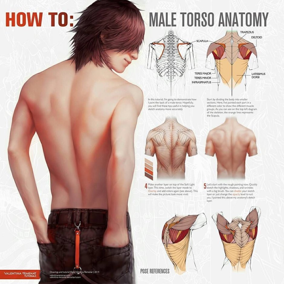 Anatomy of the human back reference