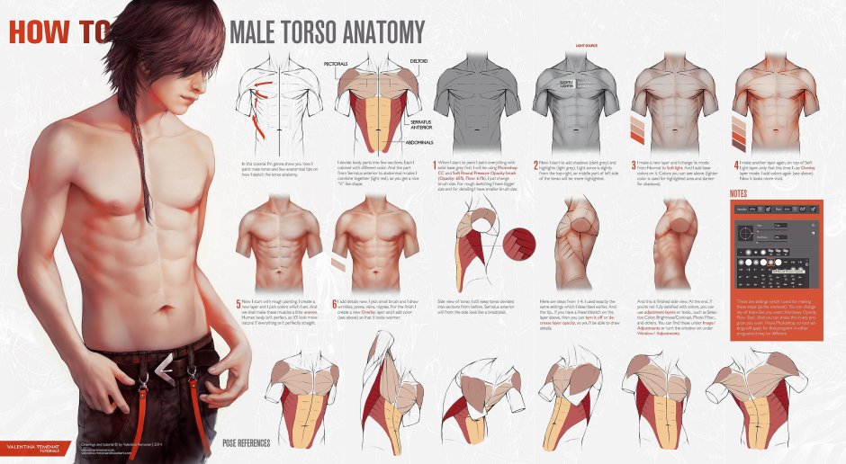 Male torso from different angles