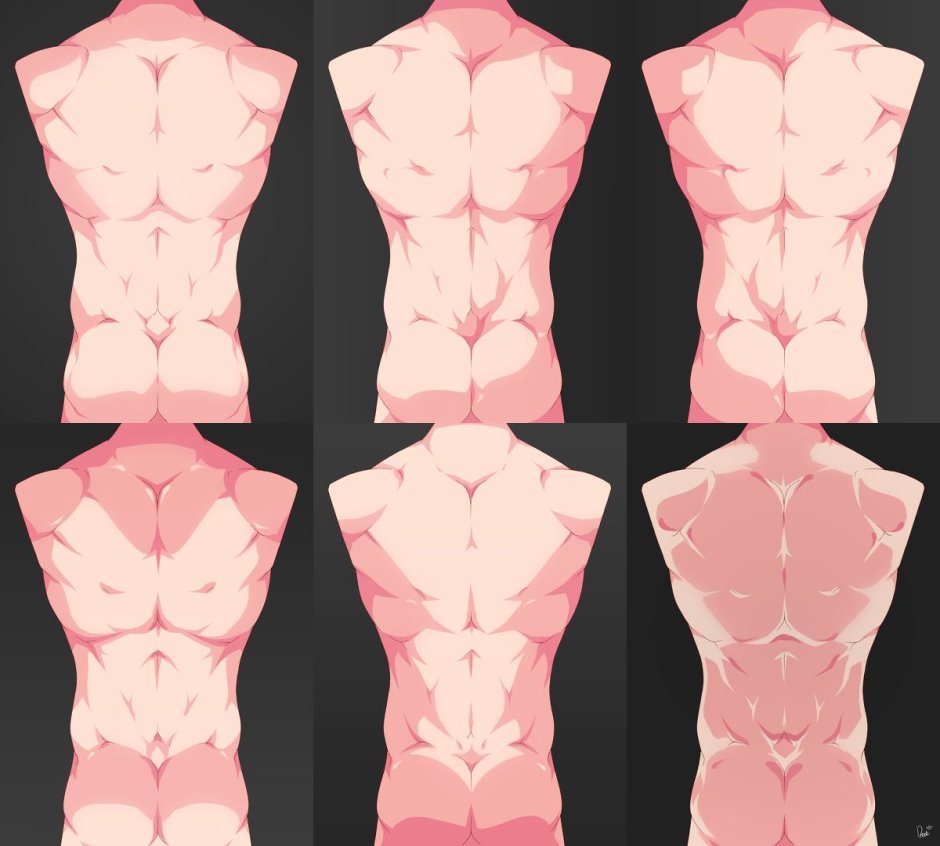 The human torso is a reference