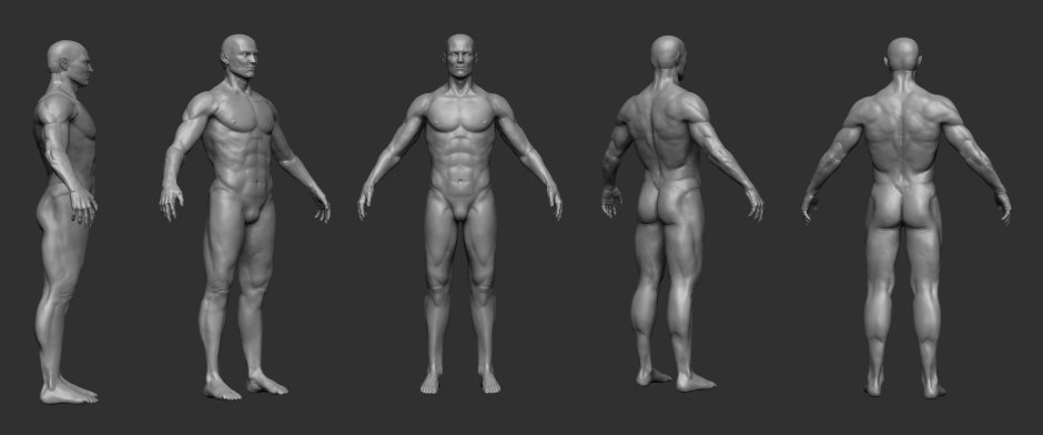 Male torso on the side of the reference
