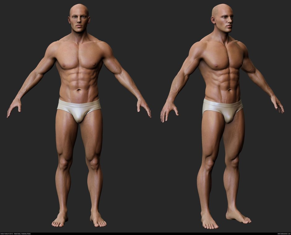 Male physique reference