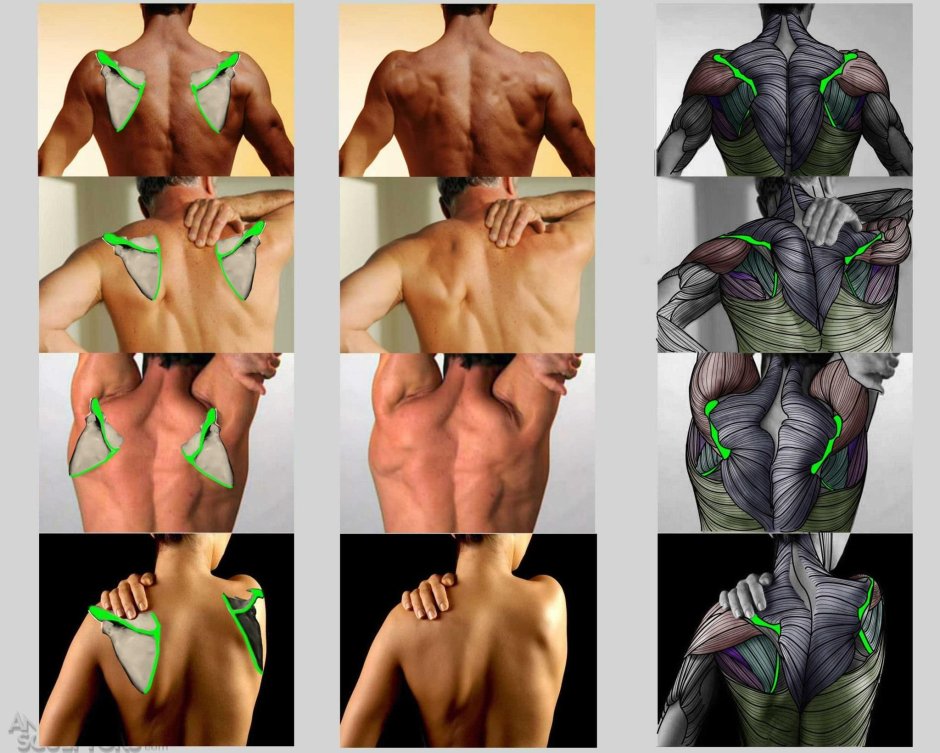 Pak with Zhong Torsos