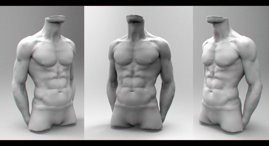 Male muscles Anatomy