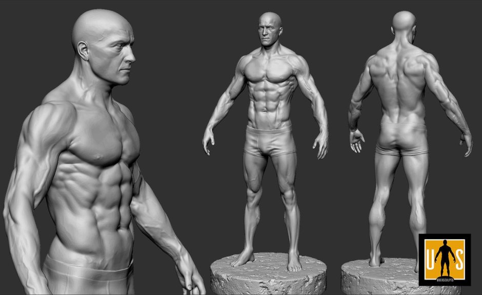 Anatomy of the male body for artists