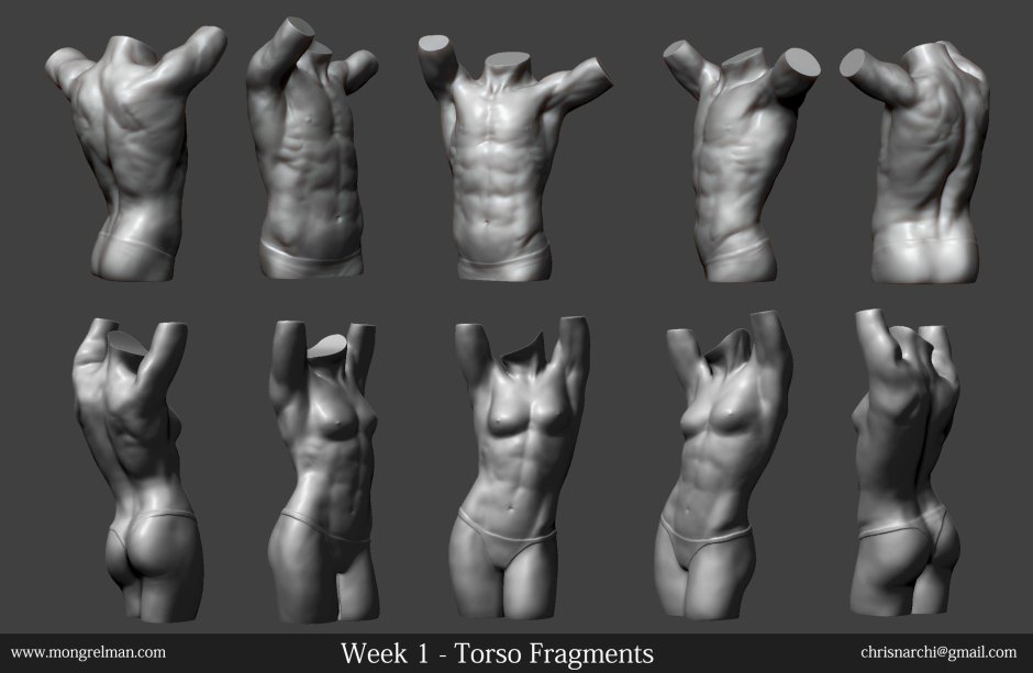 Torsos reference from below