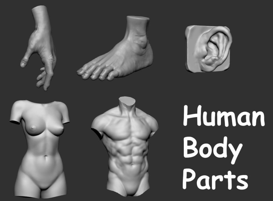 Torsos Anatomy Reference