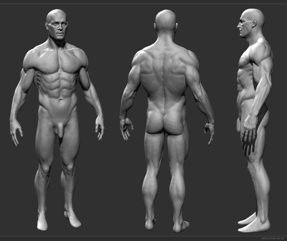 Beautiful men's pose for drawing