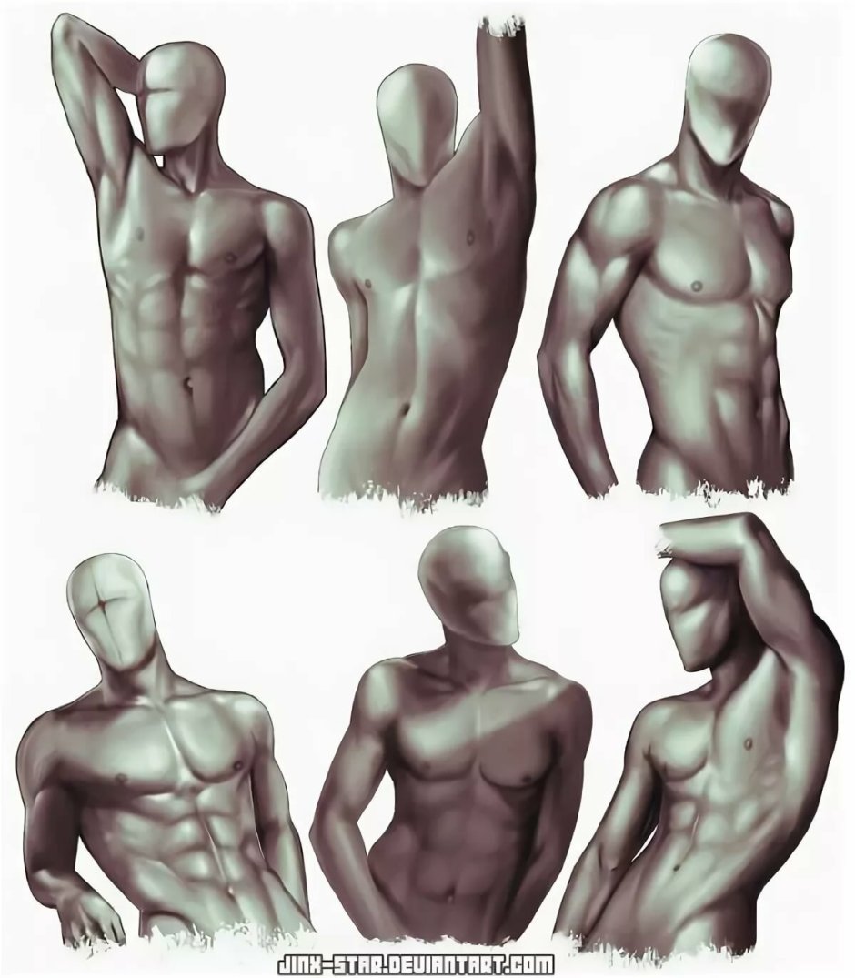The muscles of the torso reference