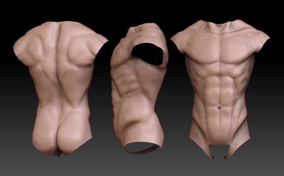 Shoulder 3d