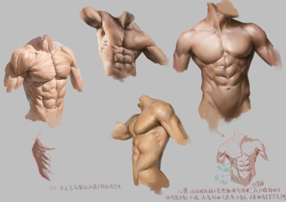 Tors 3D model Anatomy