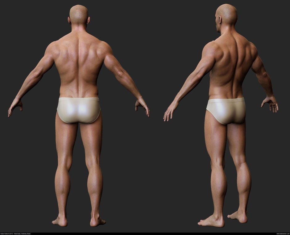 The muscles of the torso reference