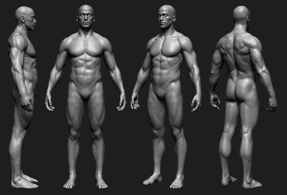 Male torso references