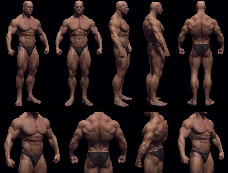 Male physique reference