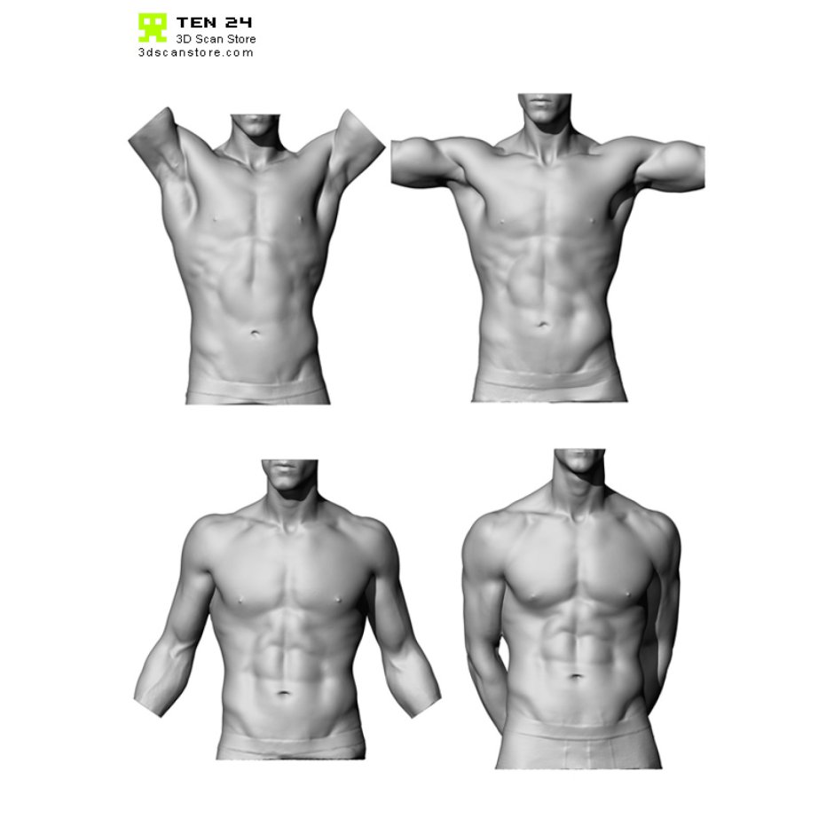 The human torso is a reference
