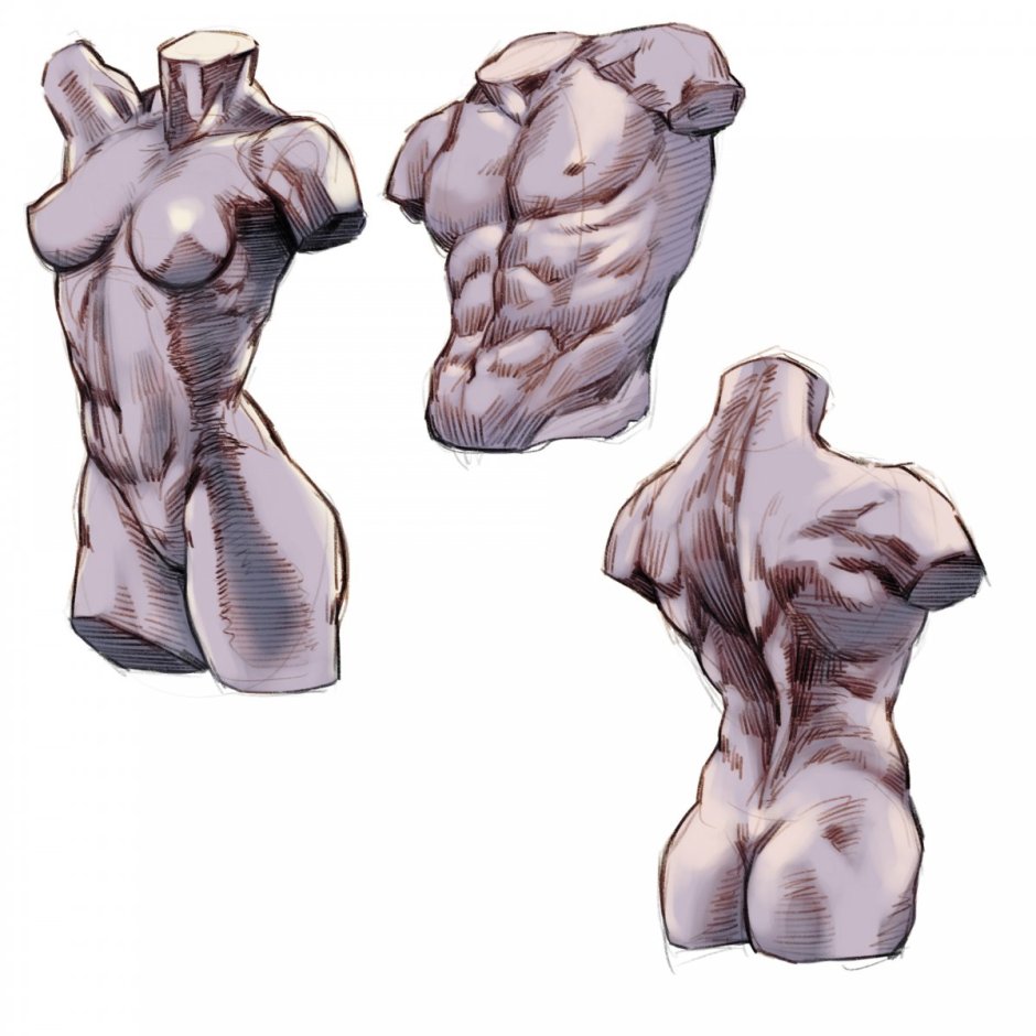 Anatomy of the guy reference