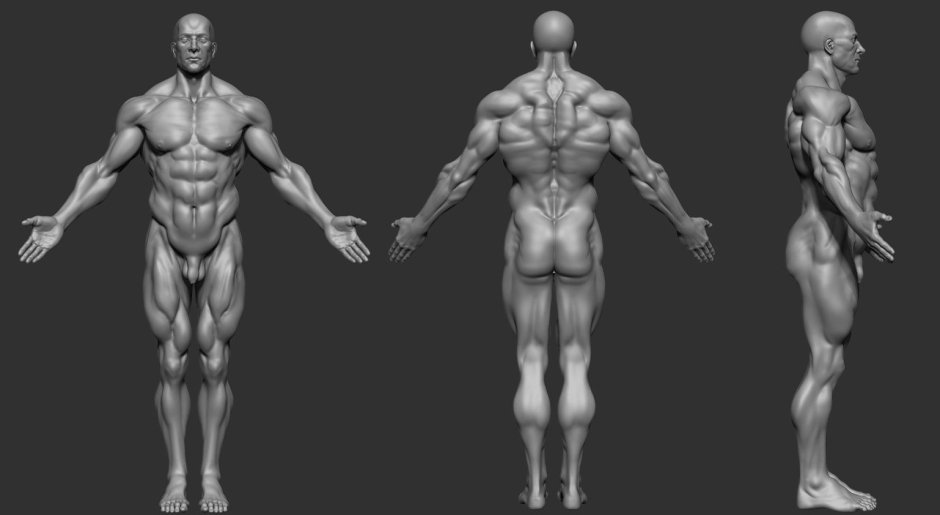 Male torso on the side of the reference