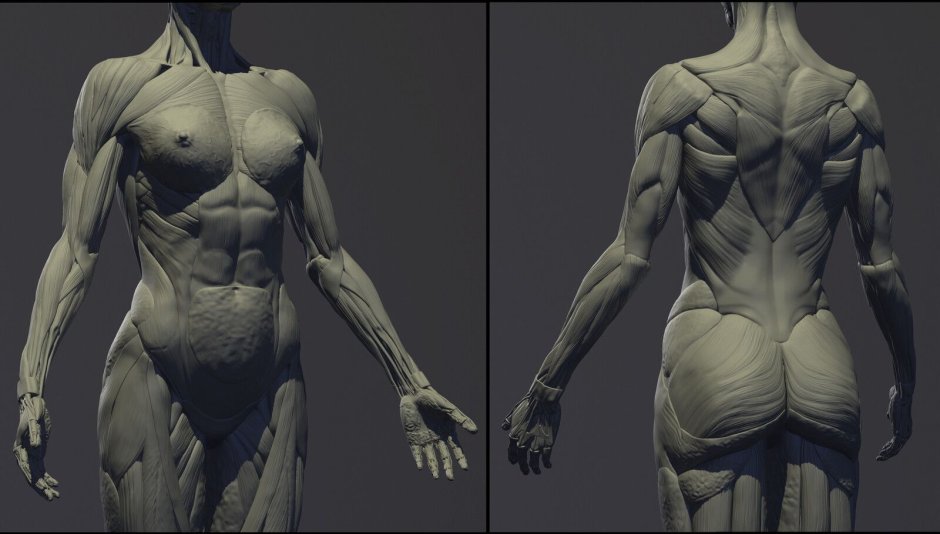 Zbrush human anatomy muscles