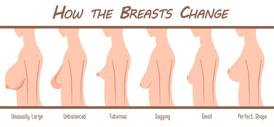 Size of the naked female breast