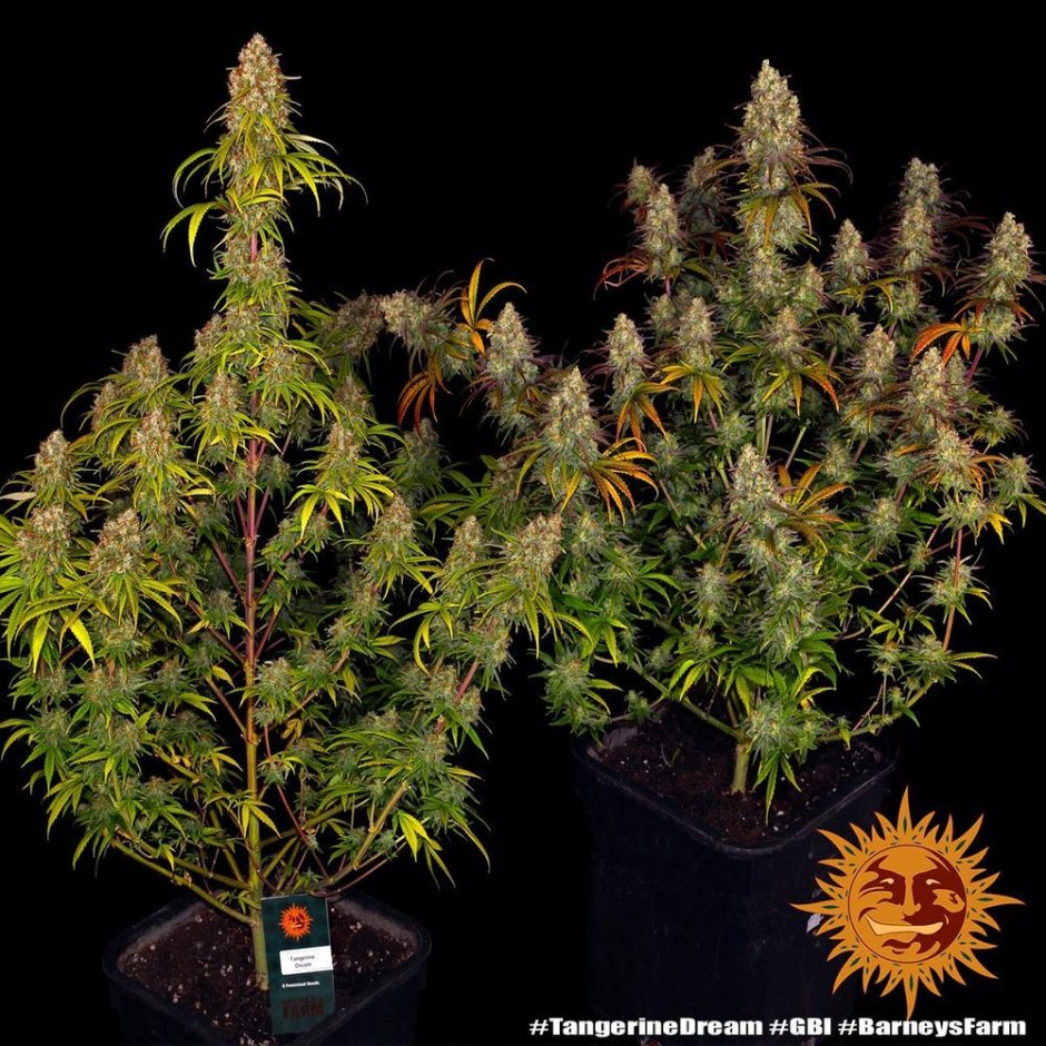 Tangerine Dream Auto