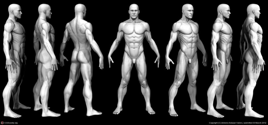 Male anatomy