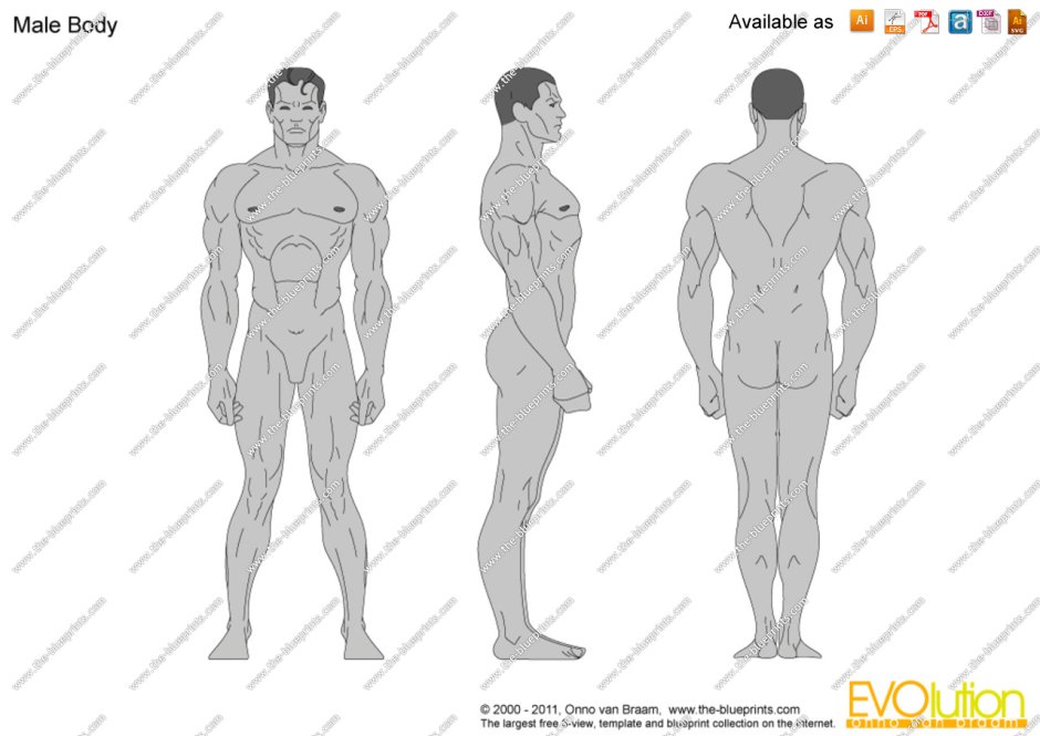 Man Body Blueprints