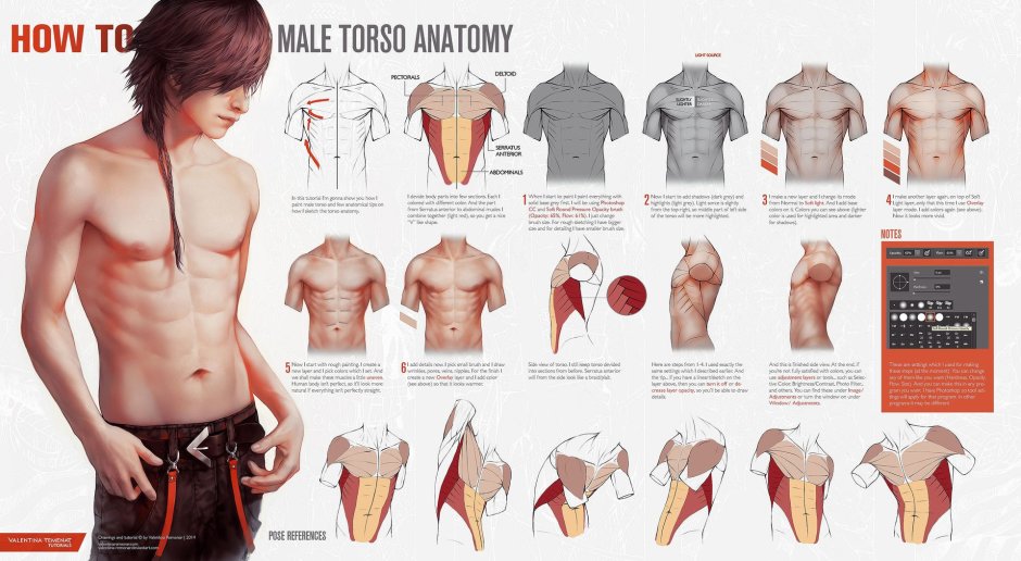 Male torso Anatomy