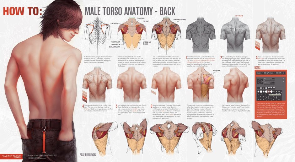 Male back reference