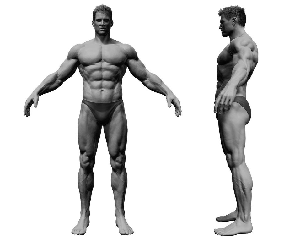 Anatomy Man in the half