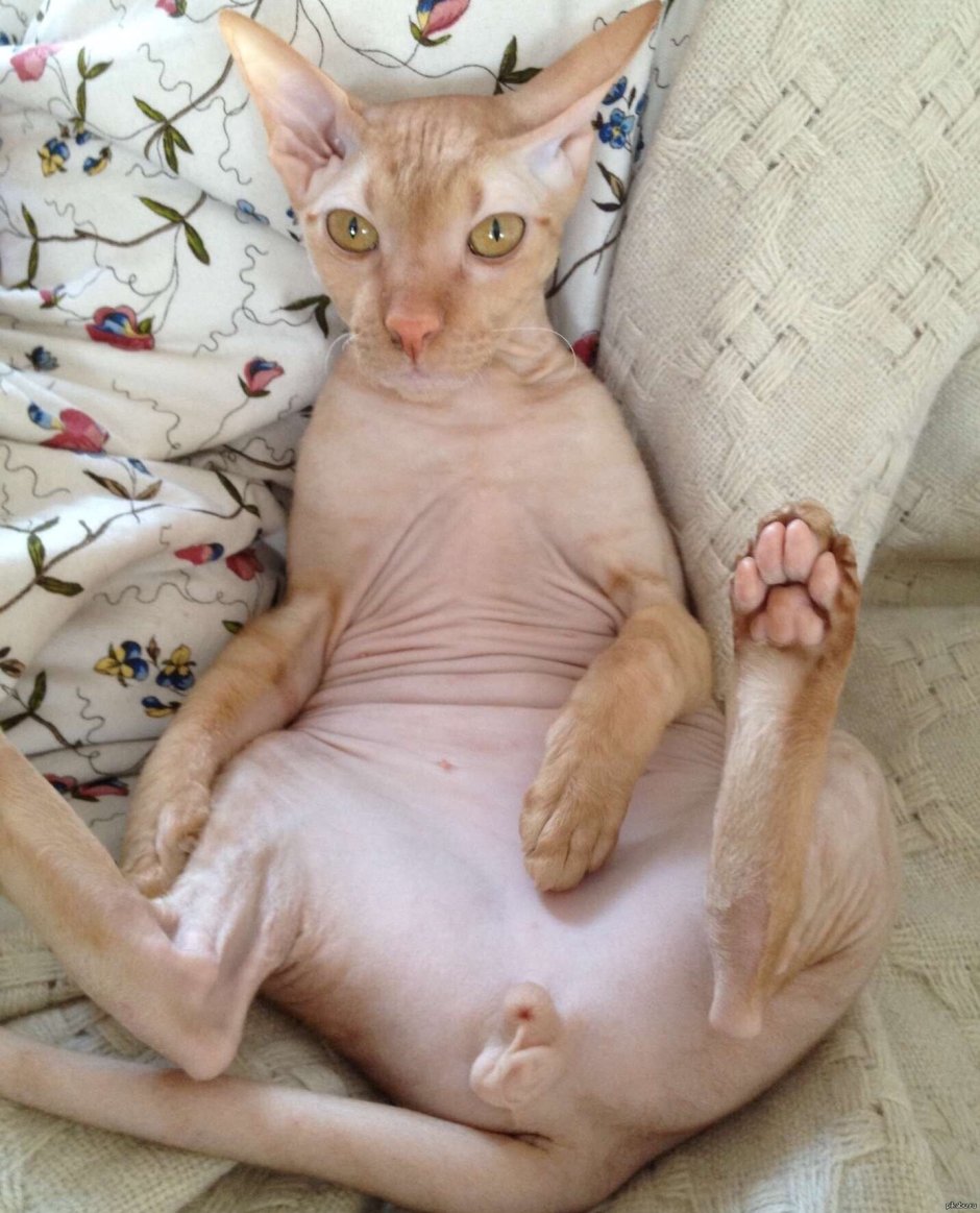 Meruccubus Merunyaa