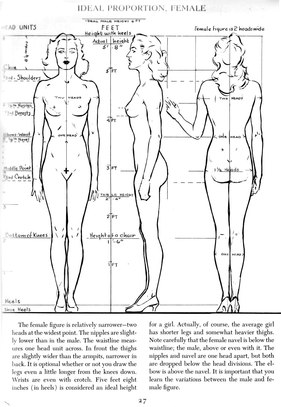 Beautiful proportions of the female body
