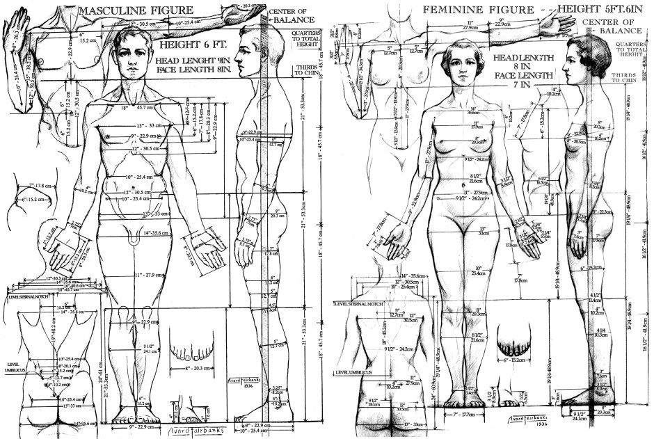 The proportions of the body of a man and woman Andrew Lumis