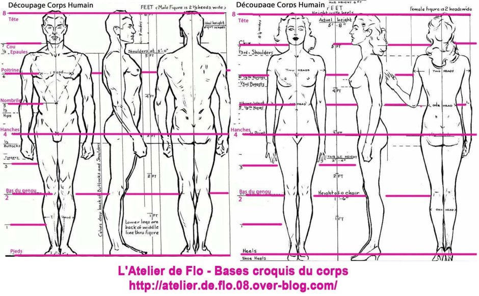Bammes the proportions of the female body