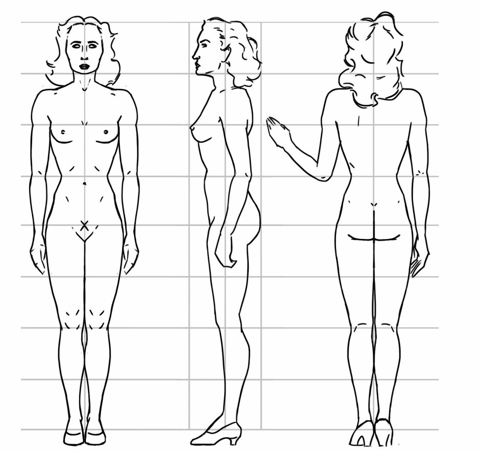 The proportions of a woman