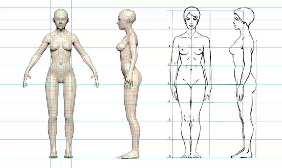 Male body proportions scheme