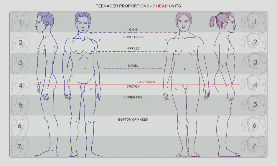 The proportions of the body of a woman