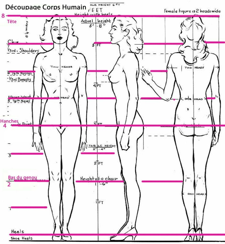 Reference Anatomy of the proportion