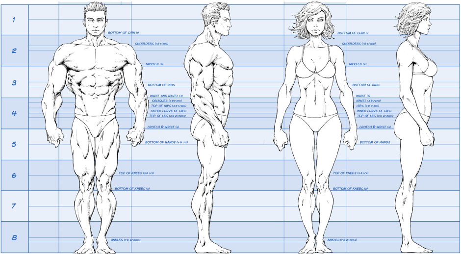Ideal proportions in anime