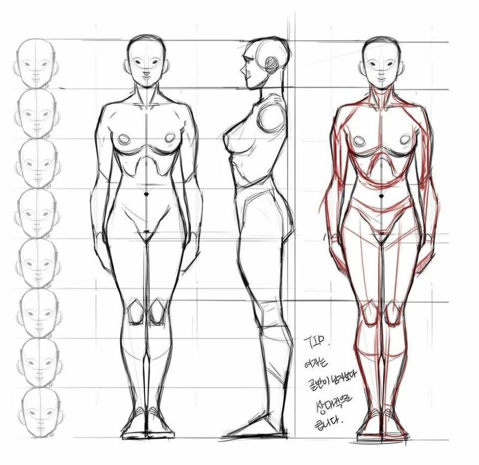 The proportions of the female body for drawing