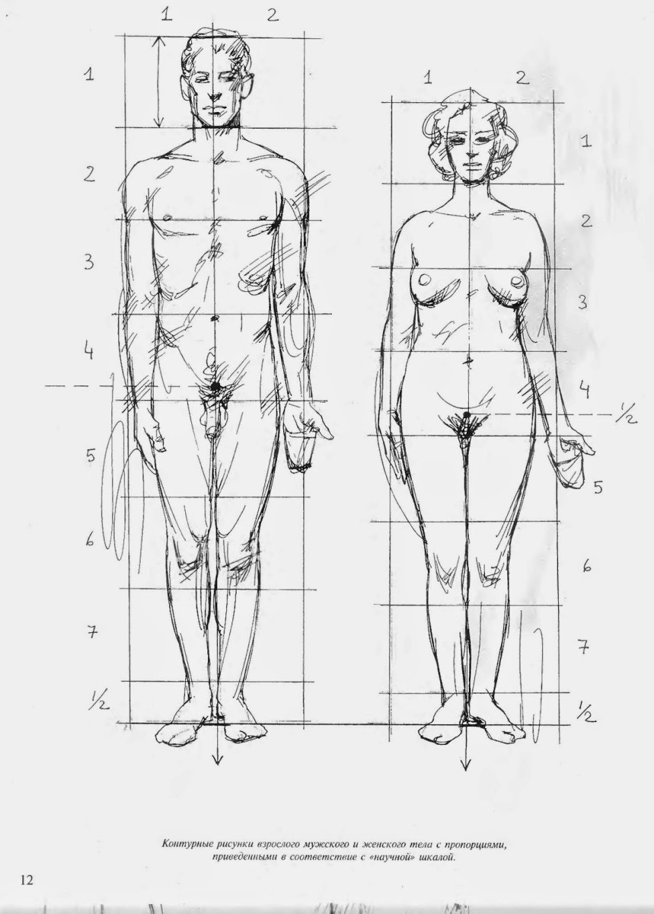 Anatomy for artists proportion