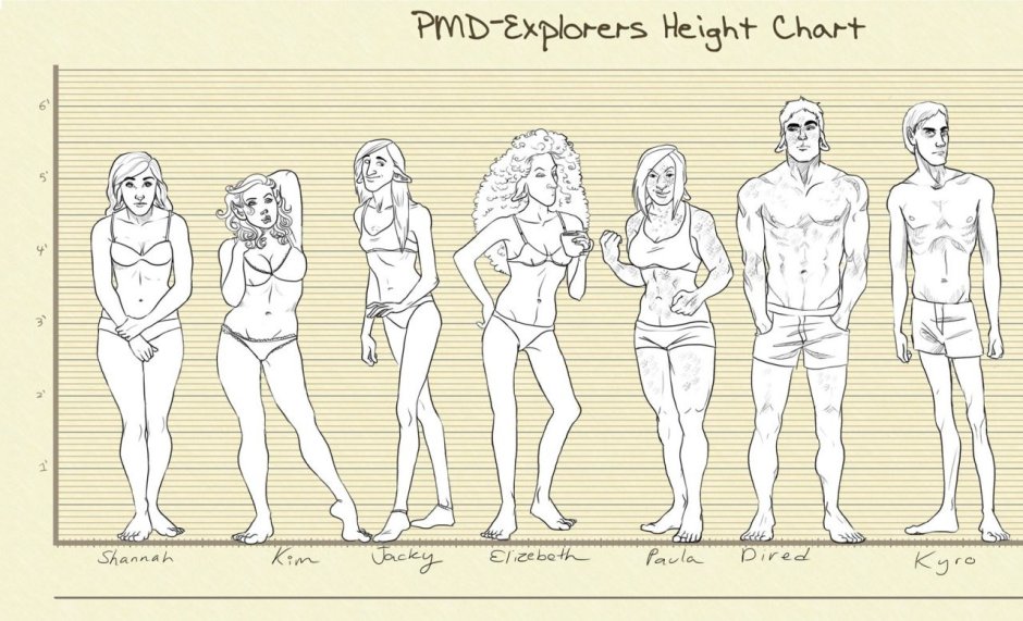 Building the human body proportion
