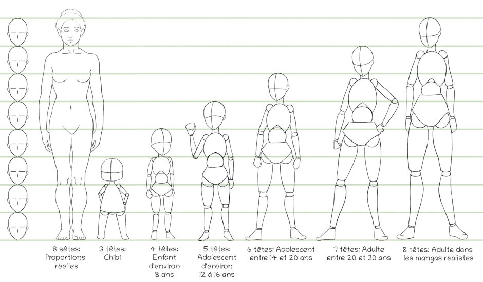 Human head and body proportions